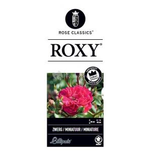 Miniatuurroos (rosa "Roxy"®)