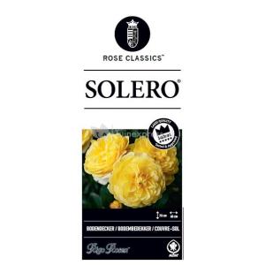 Bodembedekkende trosroos (rosa "Solero"®)