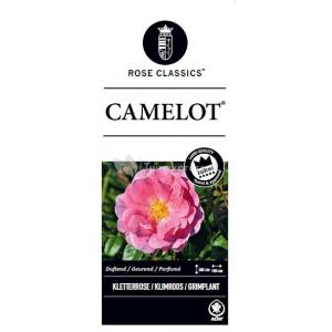 Klimroos (rosa "Camelot"®)