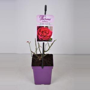 Grootbloemige roos (rosa “Gräfin Diana® Parfuma"®)