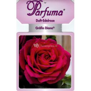 Grootbloemige roos (rosa “Gräfin Diana® Parfuma"®)