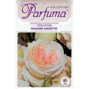 Grootbloemige roos (rosa "Madame Anisette® Parfuma"®)