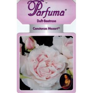 Grootbloemige roos (rosa "Constanze Mozart® Parfuma"®)