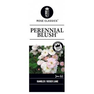 Rambler klimroos (rosa "Perennial Blush"®)