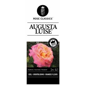 Grootbloemige roos op stam (rosa "Augusta Luise"®)