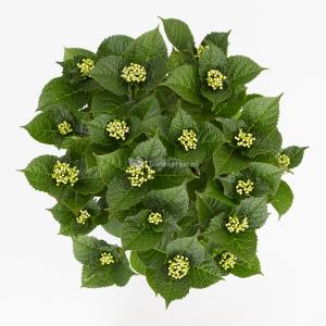 Hydrangea Macrophylla Classic® "Green Shadow"® boerenhortensia