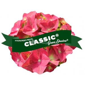 Hydrangea Macrophylla Classic® "Green Shadow"® boerenhortensia