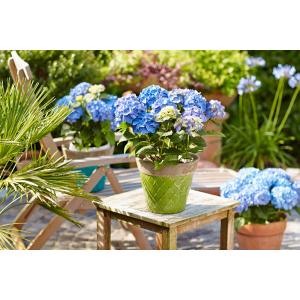 Hydrangea Macrophylla "Diva Fiore Blue"® boerenhortensia