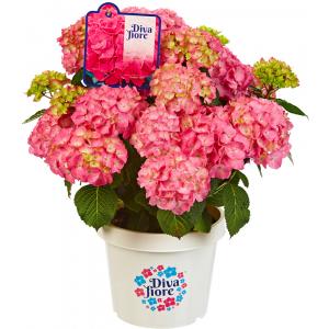 Hydrangea Macrophylla "Diva Fiore Pink"® boerenhortensia