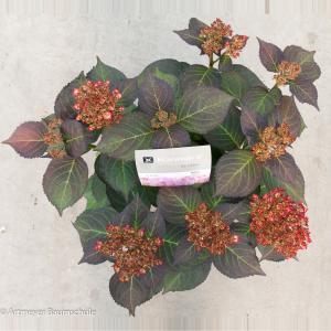 Hydrangea Macrophylla "Kanmara De Beauty Rozé"® boerenhortensia