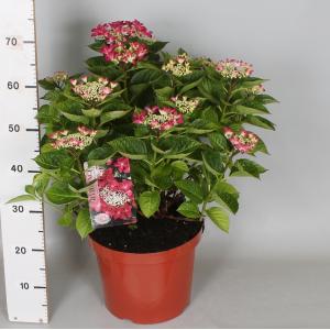 Hydrangea Macrophylla Classic® "Lady In Red"® schermhortensia