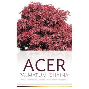 Japanse esdoorn (Acer palmatum "Shaina") heester