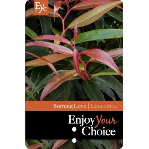Druifheide (Leucothoe keiskei “Burning Love” PBR) heester