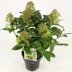 Skimmia (Skimmia Japonica “Fragrant Cloud”) heester