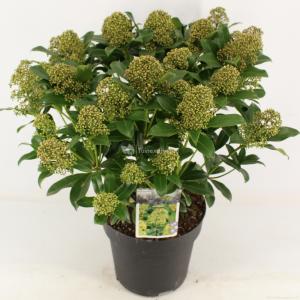 Skimmia (Skimmia Japonica “Fragrant Cloud”) heester
