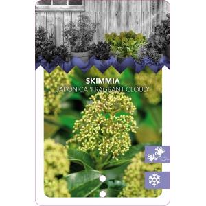 Skimmia (Skimmia Japonica “Fragrant Cloud”) heester