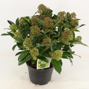 Skimmia (Skimmia Japonica “Fragrant Cloud”) heester