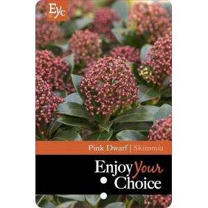 Skimmia (Skimmia Japonica “Pink Dwarf”®) heester