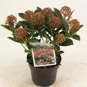 Skimmia (Skimmia Japonica “Pink Dwarf”®) heester