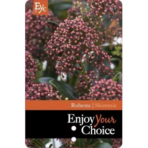 Skimmia (Skimmia Japonica “Rubesta”®) heester