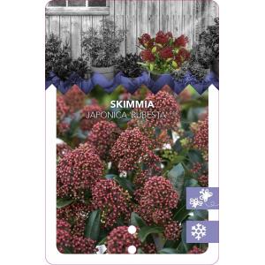 Skimmia (Skimmia Japonica “Rubesta”®) heester