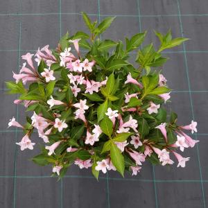 Weigela Florida struik Pink Poppet