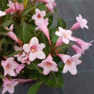 Weigela Florida struik Pink Poppet