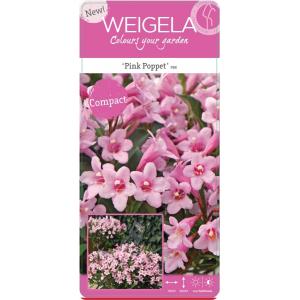 Weigela Florida struik Pink Poppet