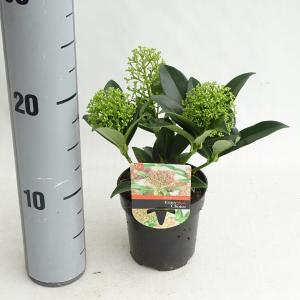 Skimmia (Skimmia Japonica “Marlot”) heester