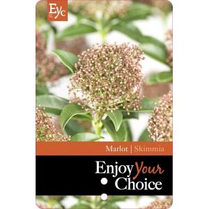 Skimmia (Skimmia Japonica “Marlot”) heester