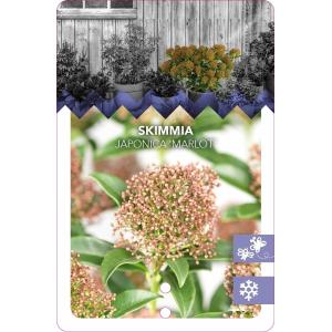 Skimmia (Skimmia Japonica “Marlot”) heester