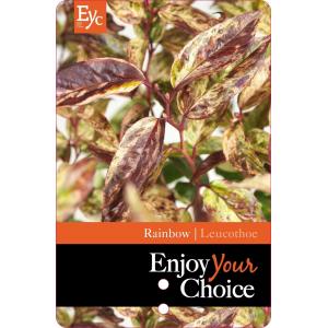 Druifheide (Leucothoe walteri “Rainbow”) heester