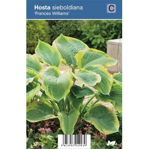 Hartlelie (hosta sieboldiana "Frances Williams") schaduwplant