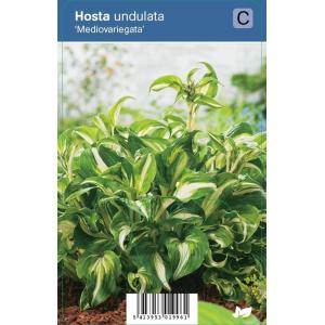 Hartlelie (hosta undulata "Mediovariegata") schaduwplant