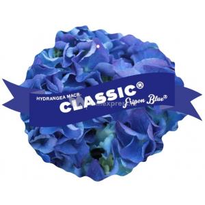 Hydrangea Macrophylla Classic® "Fripon Blue"® boerenhortensia