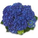 Hydrangea Macrophylla Classic® "Jip"® boerenhortensia