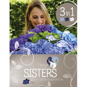 Hydrangea Macrophylla "Three Sisters"® Blue boerenhortensia