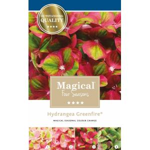 Hydrangea Macrophylla "Magical Greenfire"® boerenhortensia