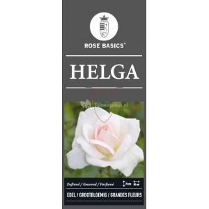 Grootbloemige roos (rosa "Helga")