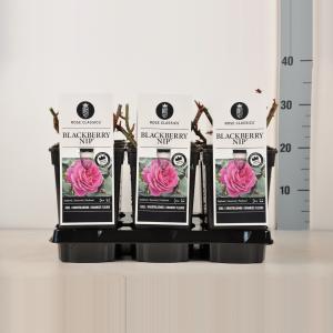 Grootbloemige roos (rosa "Blackberry Nip"®)