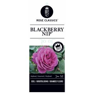 Grootbloemige roos (rosa "Blackberry Nip"®)