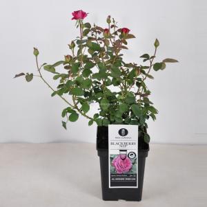 Grootbloemige roos (rosa "Blackberry Nip"®)