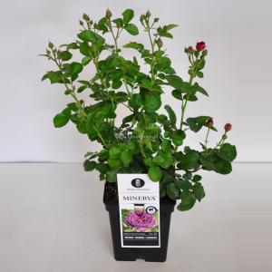 Trosroos (rosa "Minerva"®)