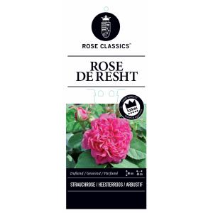 Trosroos (rosa "Rose de Rescht"®)