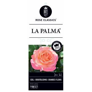 Grootbloemige roos op stam 50 cm (rosa "La Palma"®)