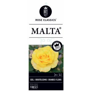 Grootbloemige roos op stam 50 cm (rosa "Malta"®)