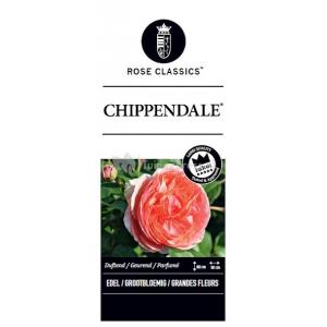 Grootbloemige roos op stam (rosa "Chippendale"®) 