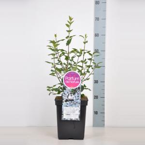 Sering (syringa chinensis "Bicolor")