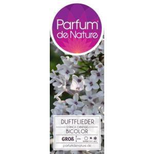 Sering (syringa chinensis "Bicolor")