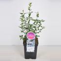 Sering (syringa chinensis "Bicolor") 